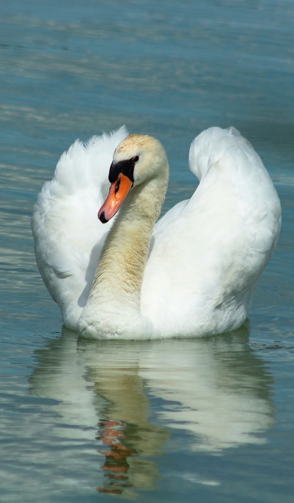 Плавное движение грациозного белого лебедя 