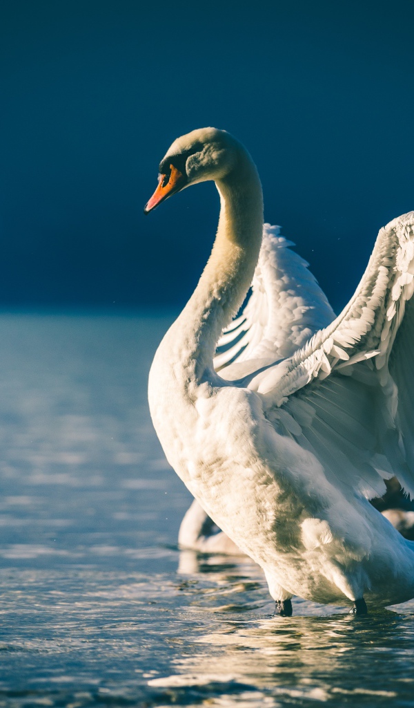 Лебедь расправил крылья в пруду 