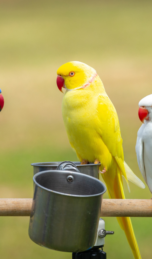 Три разноцветных попугая сидят на жердочке с едой 