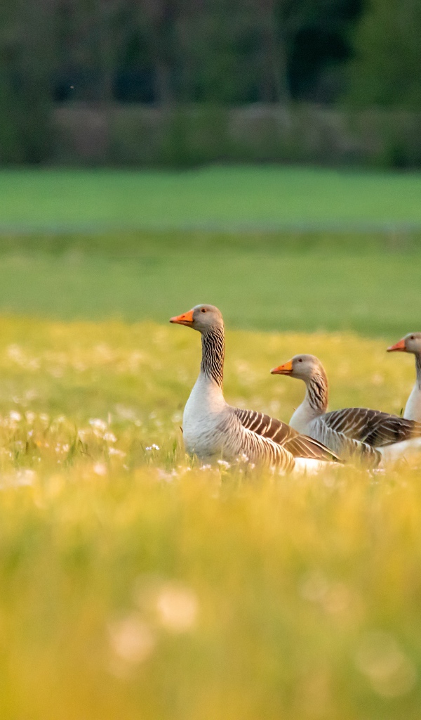 Три гусыни на зеленой траве