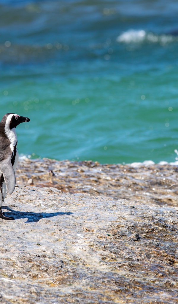 Три маленьких пингвина на камне у воды