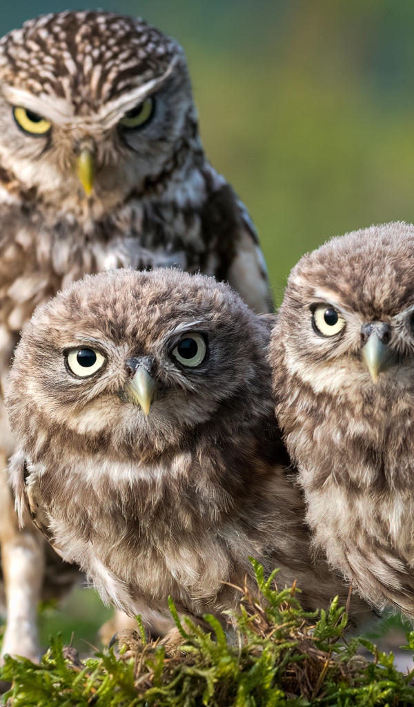 Три совы сидят на зеленой траве