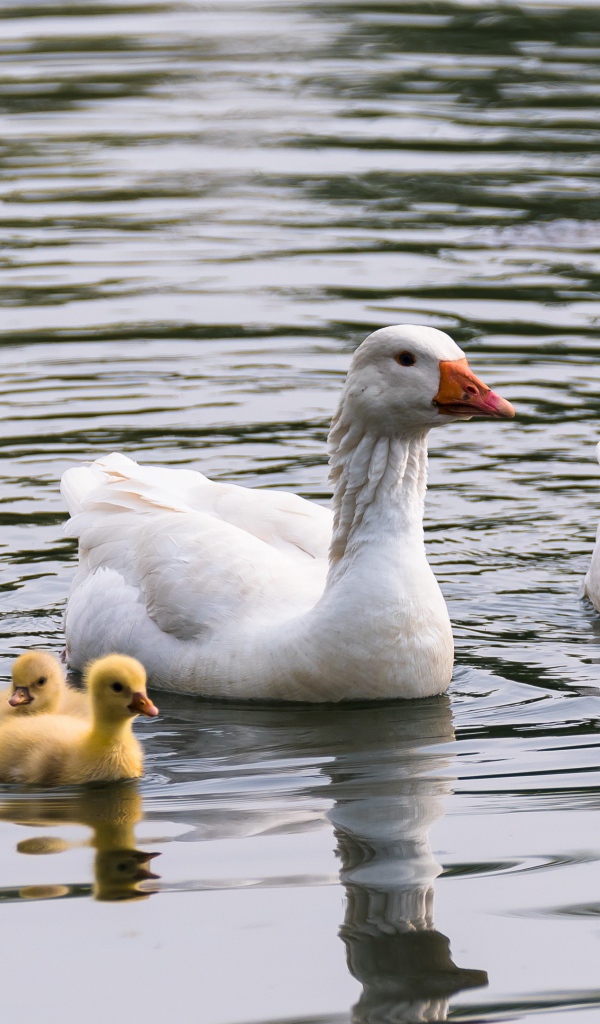 Три белых гусыни с маленькими птенцами в воде 