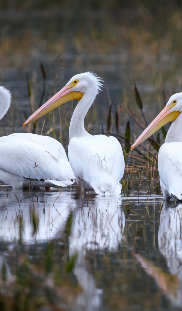 Три белых цапли охотятся в воде
