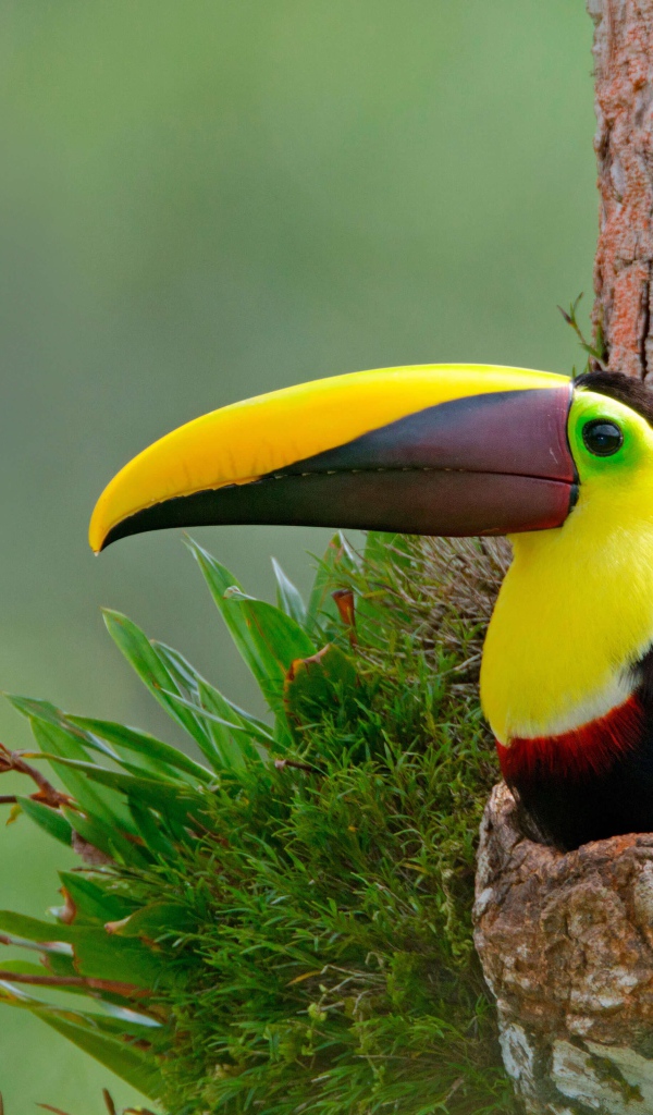 Тукан с длинным клювом в гнезде