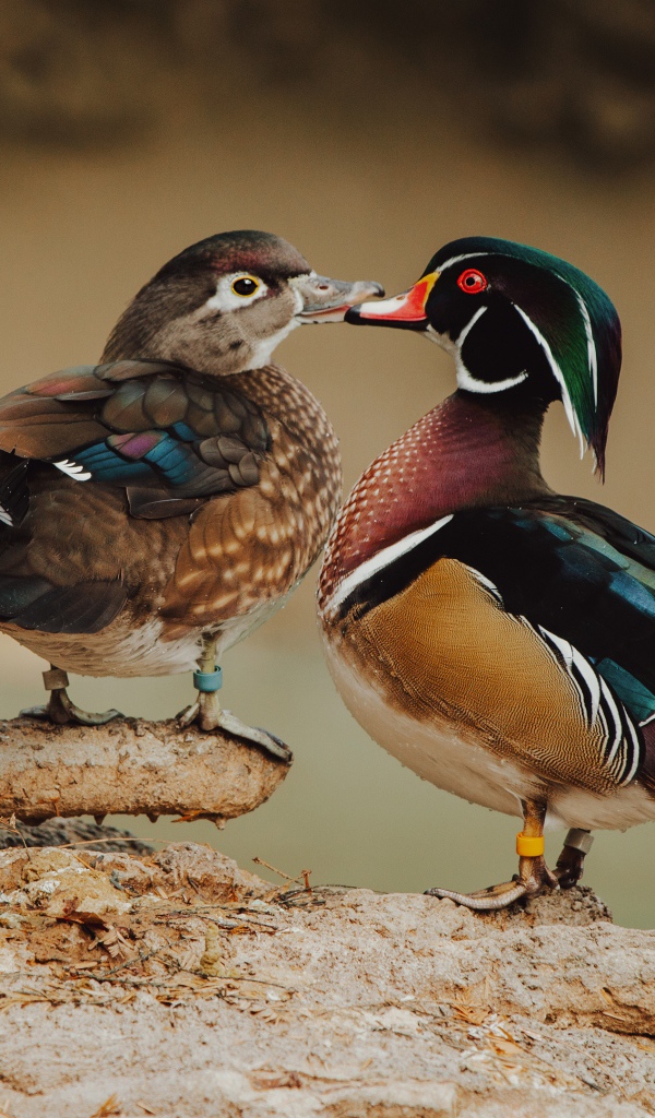 Две красивых разноцветных уточки на дереве