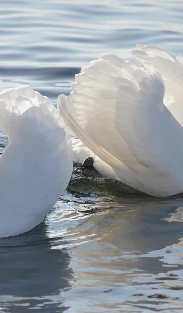 Два красивых белых лебедя в пруду с чайкой 