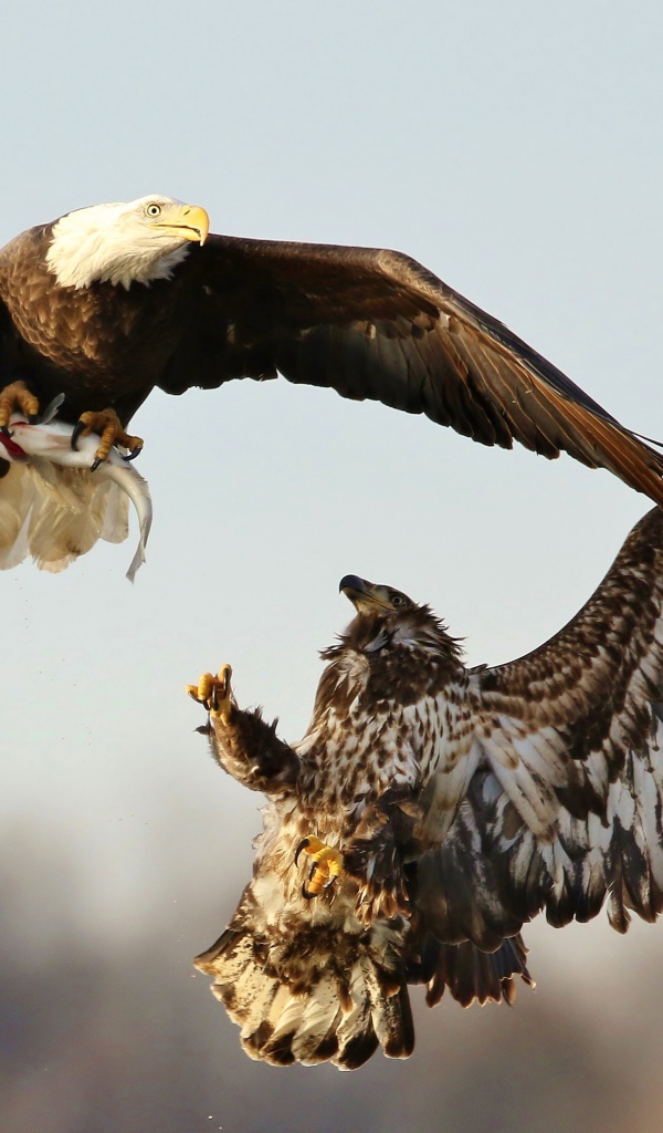 Две хищные птицы дерутся в воздухе 