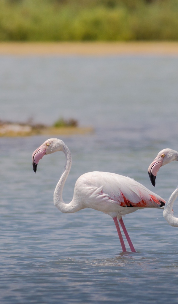 Два фламинго стоят в воде 