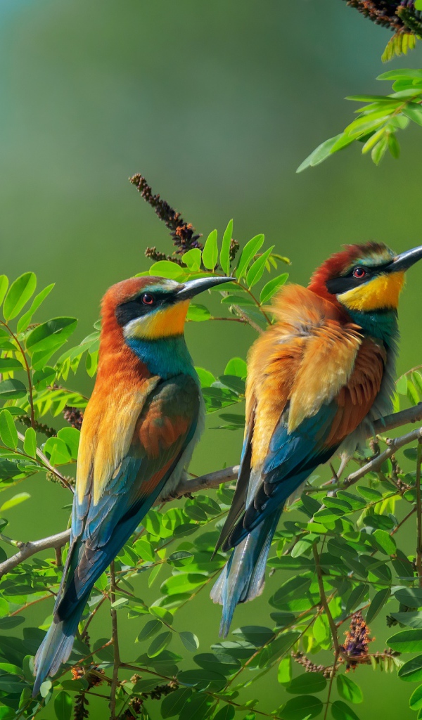 Две золотистые щурки сидят на ветке дерева 