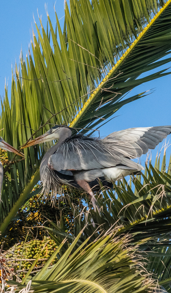 Два серых пеликана сидят в пальмовых листьях 