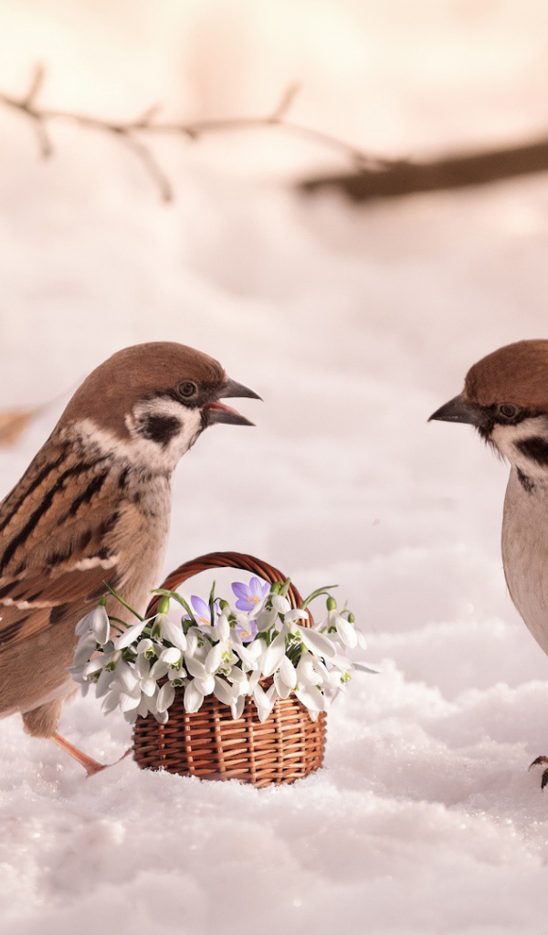 Два маленьких  воробья с цветами на снегу 