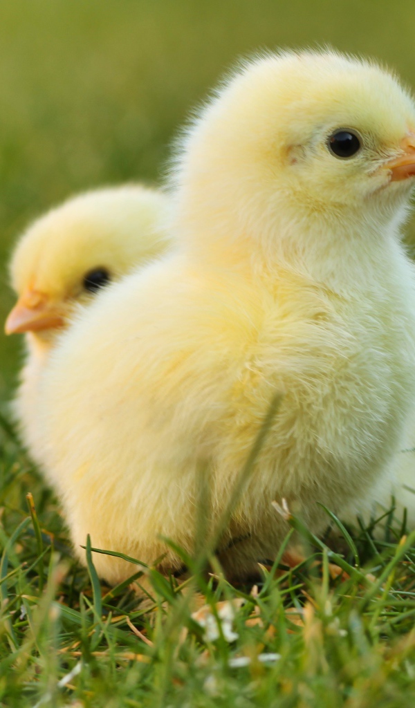 Два маленьких желтых цыпленка в зеленой траве 