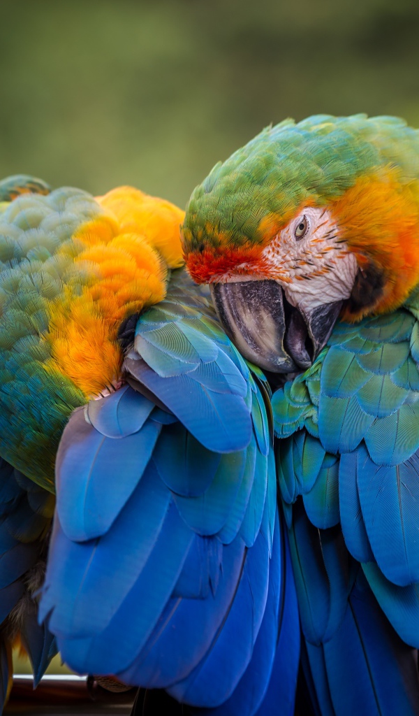Два попугая голубой ара чистят перья