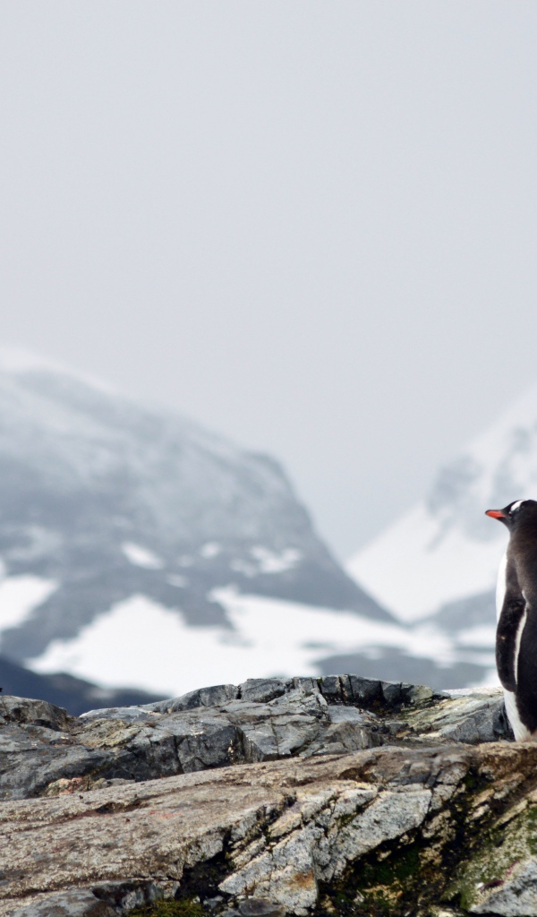 Два пингвина на камнях на фоне заснеженных гор 