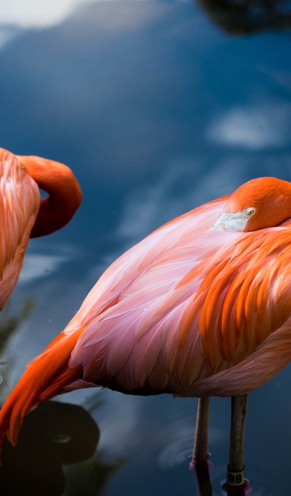 Два розовых фламинго прячут клюв в  перьях