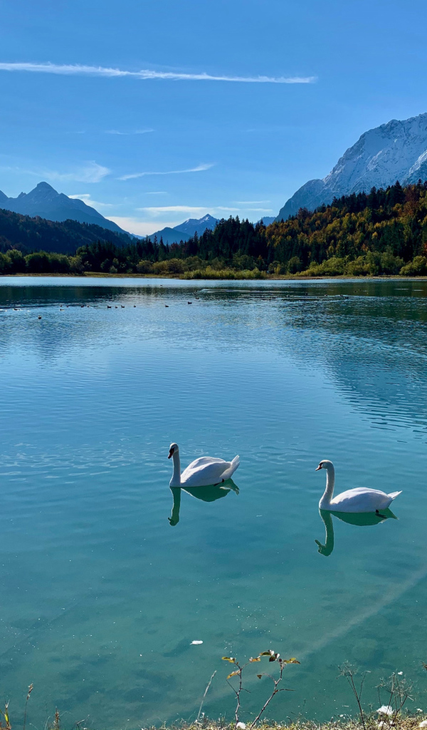 Два белых лебедя на озере в лучах солнца