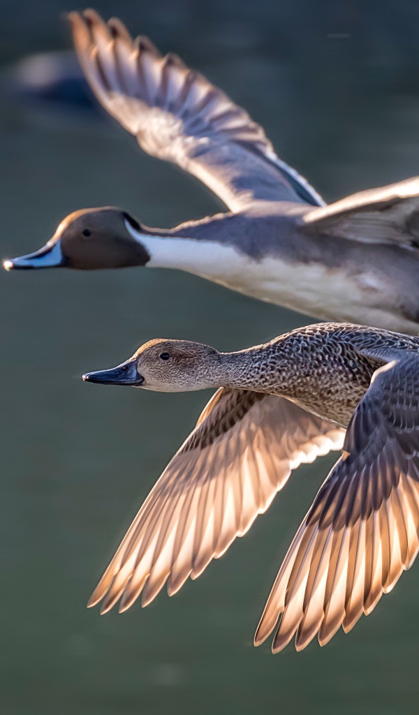 Дву дикие серые утки летят над озером