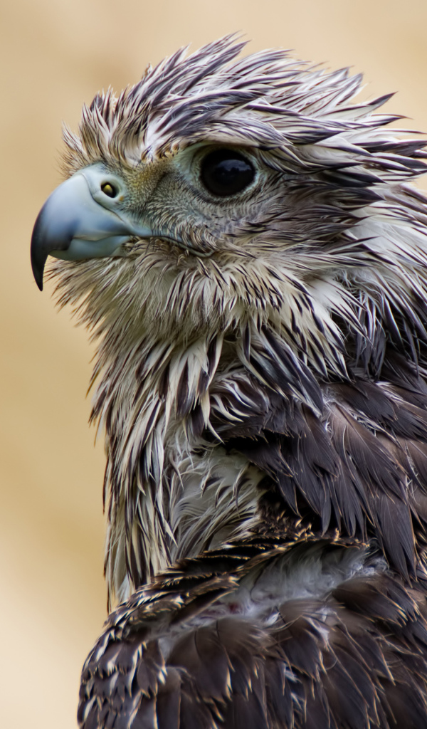 Мокрый ястреб с острым клювом