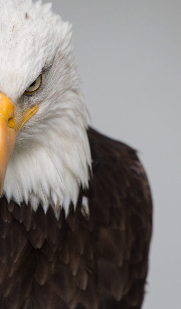 Белая голова орлана с острым клювом на сером фоне