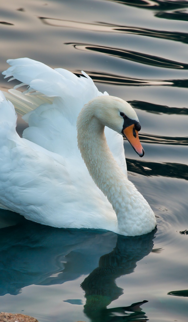Белый лебедь плавает в озере на волнах 