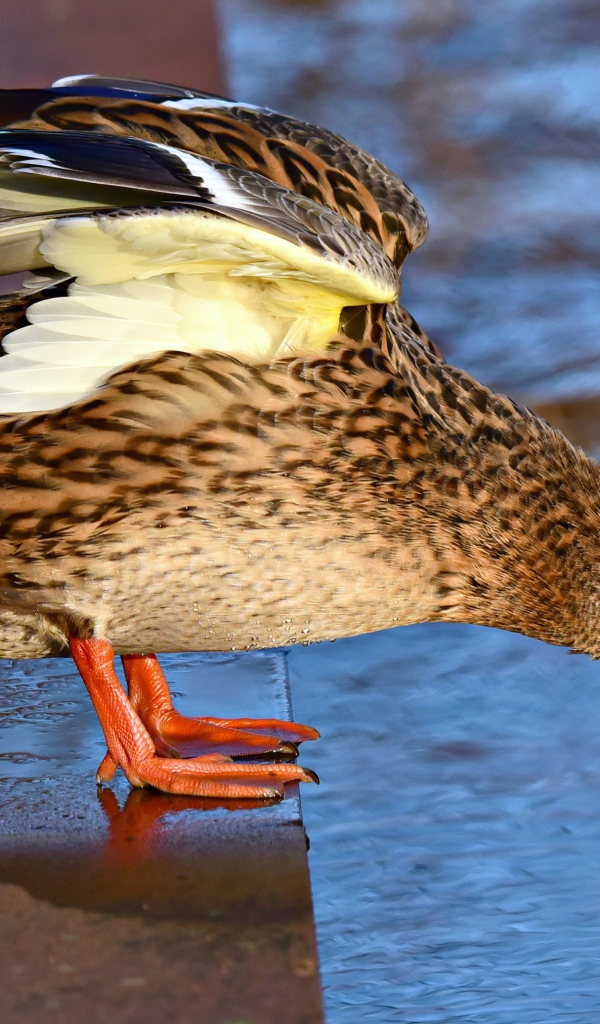 Дикая серая утка стоит у водоема