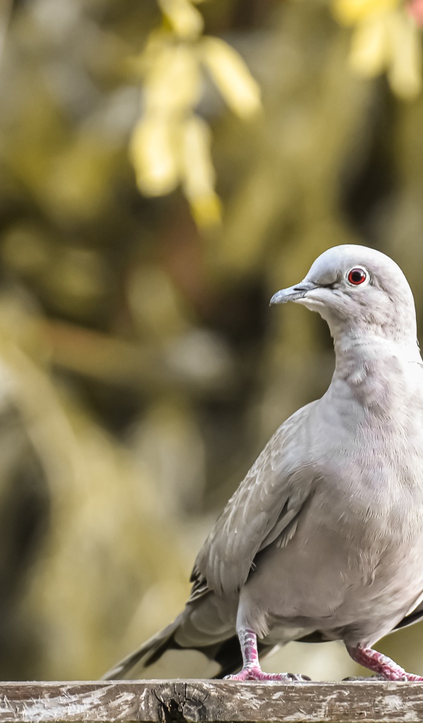 Дикая горлица крупным планом 