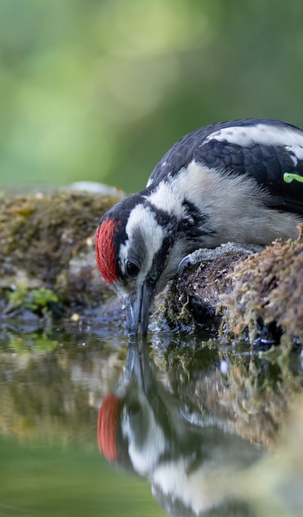 Дятел пьет воду из пруда