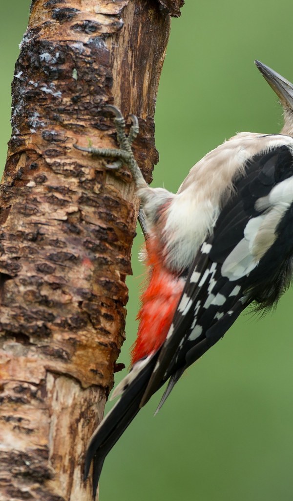 Дятел идет добычу на сухом дереве 