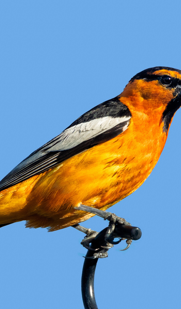 Желтая иволга Буллока на голубом фоне