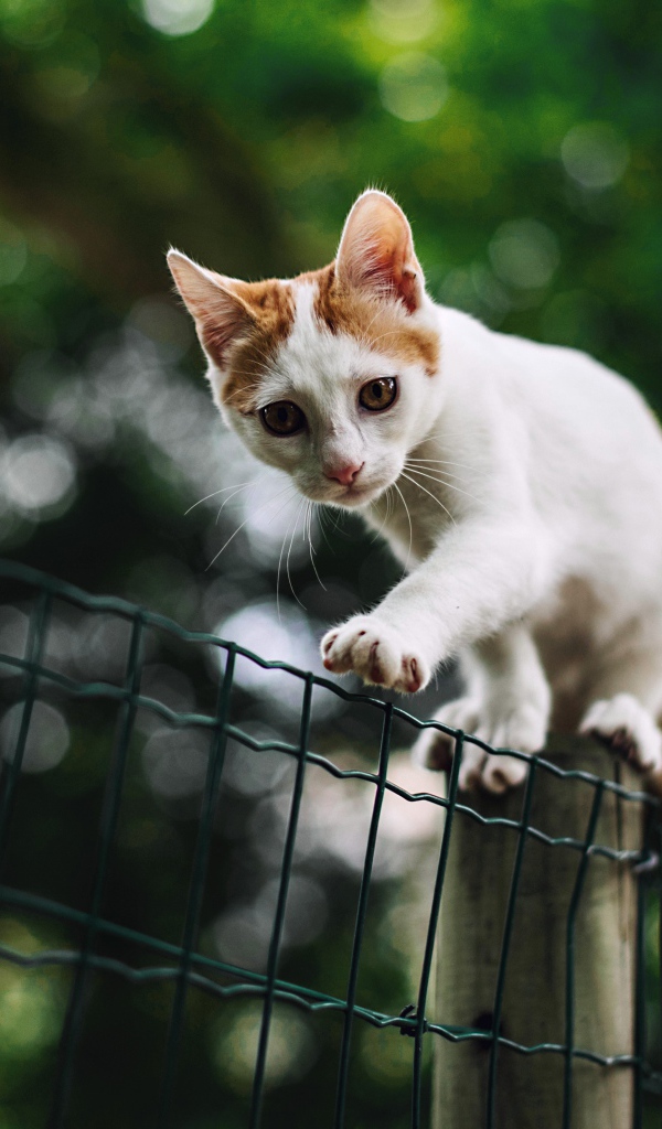 Красивый белый кот с рыжими пятнами идет по забору