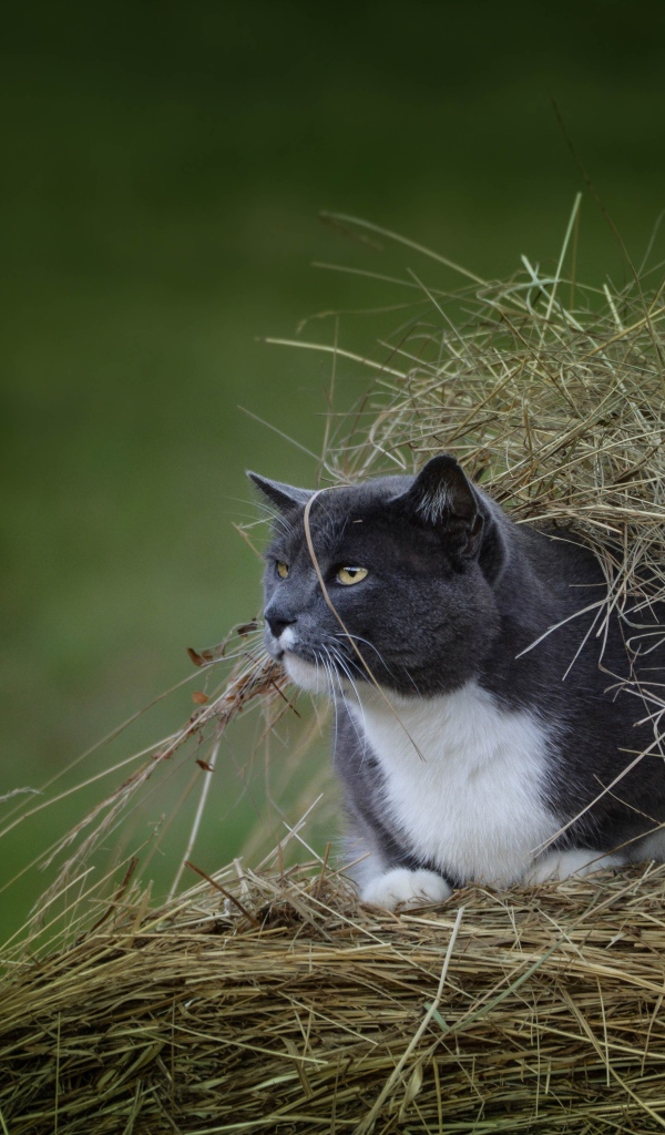 Кот сидит в куче сена на поле