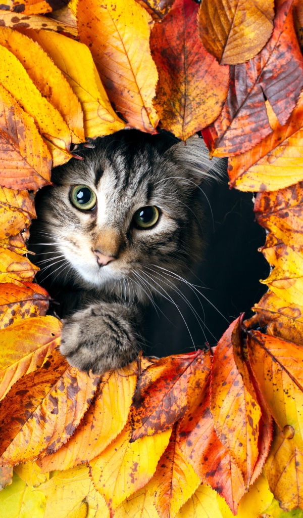 Серый кот выглядывает из дырки из листьев 