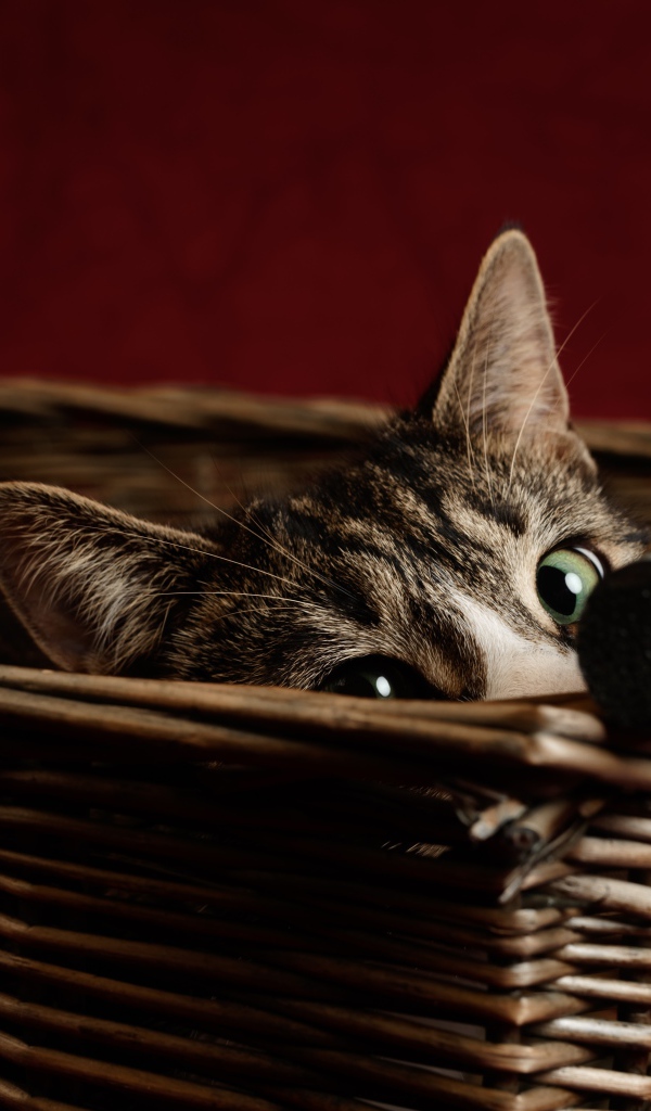 Серый кот с зелеными глазами прячется в корзине