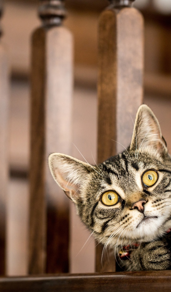 Серый кот с желтыми глазами выглядывает у перил 