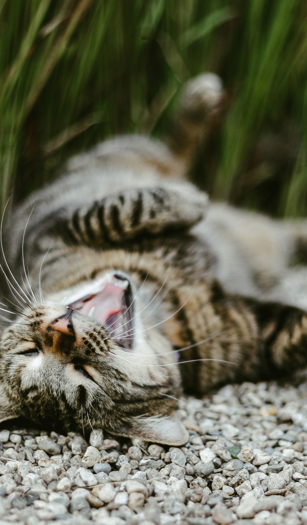 A gray yawning cat lies on a pebble in the garden