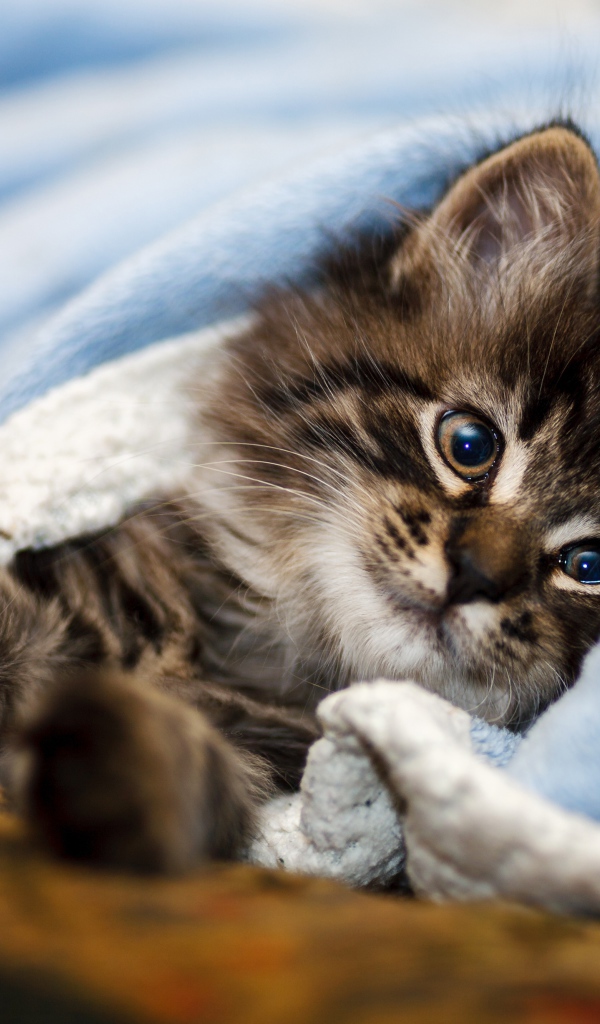 Породистый серый котенок лежит под голубым покрывалом 