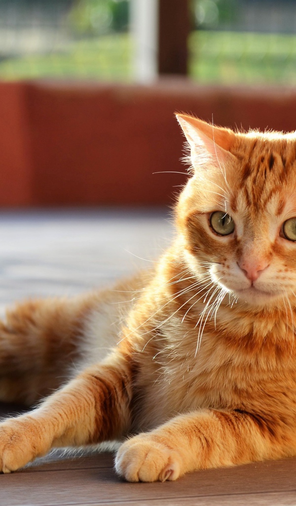 Удивленный серый кот лежит на деревянном полу