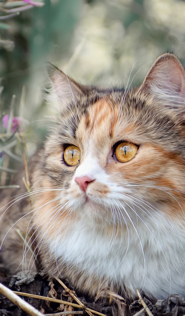 Пустая испуганная кошка сидит в траве с розовыми цветами