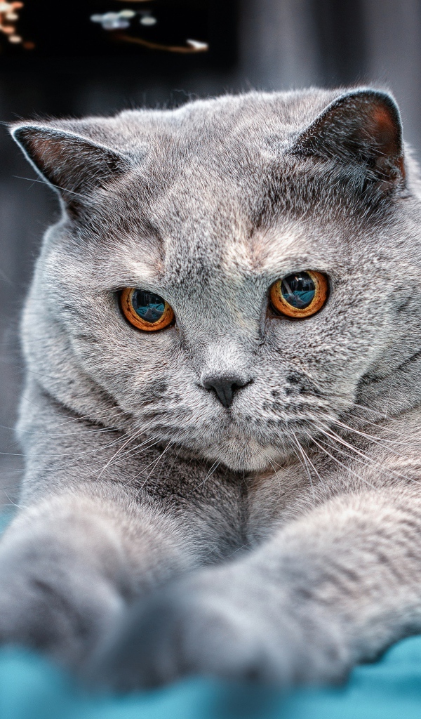 Пепельный британский кот с карими глазами на кровати