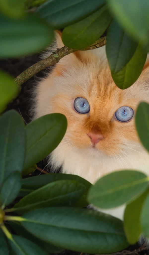 Красивый бежевый голубоглазый кот в зеленых листьях 
