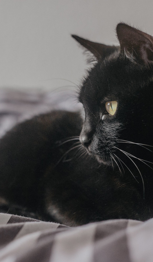 Красивый черный кот лежит на кровати 