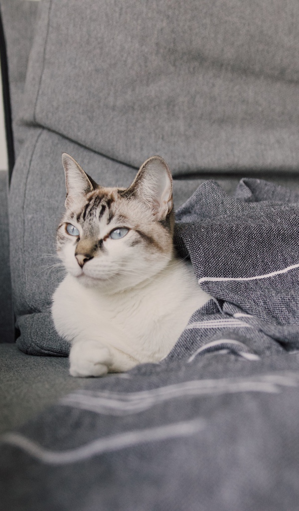 Красивая голубоглазая кошка лежит под одеялом