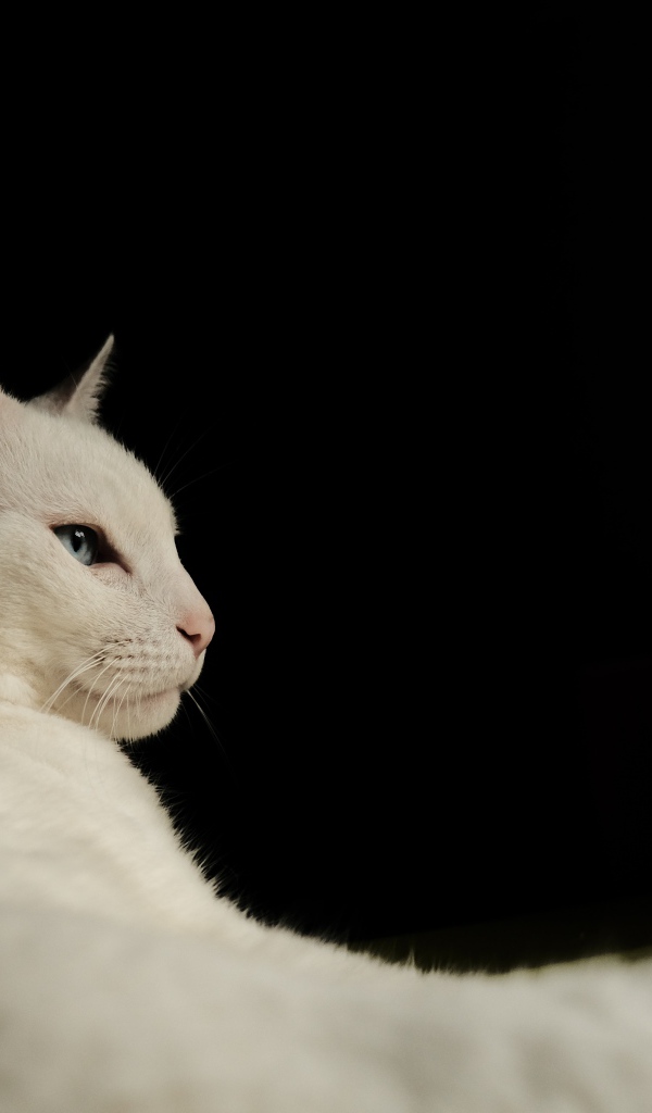 Красивая голубоглазая кошка на черном фоне