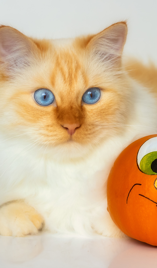 Красивый голубоглазый рыжий кот с игрушкой