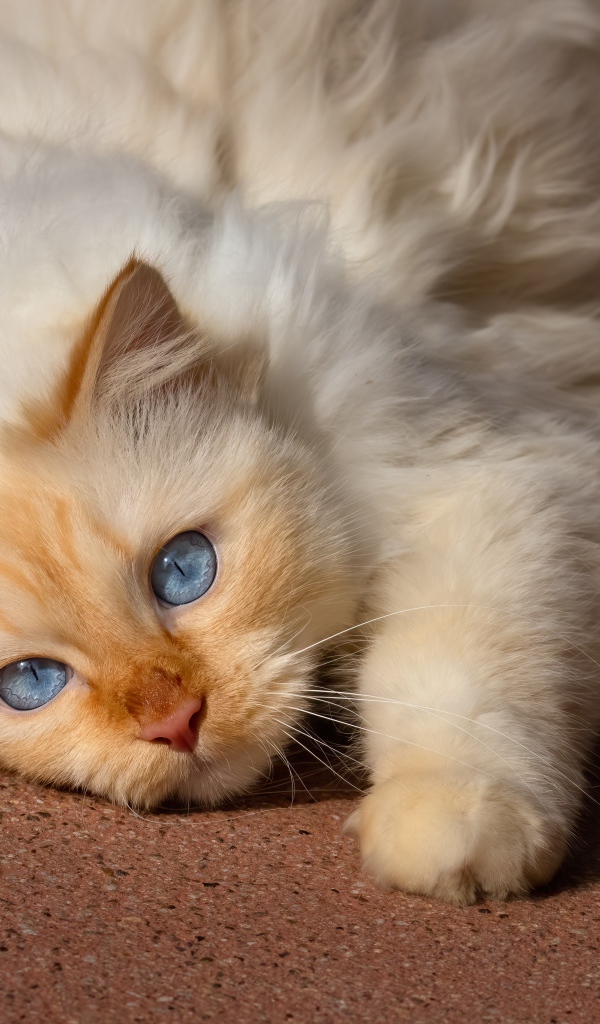 Красивая голубоглазая породистая кошка лежит на полу 