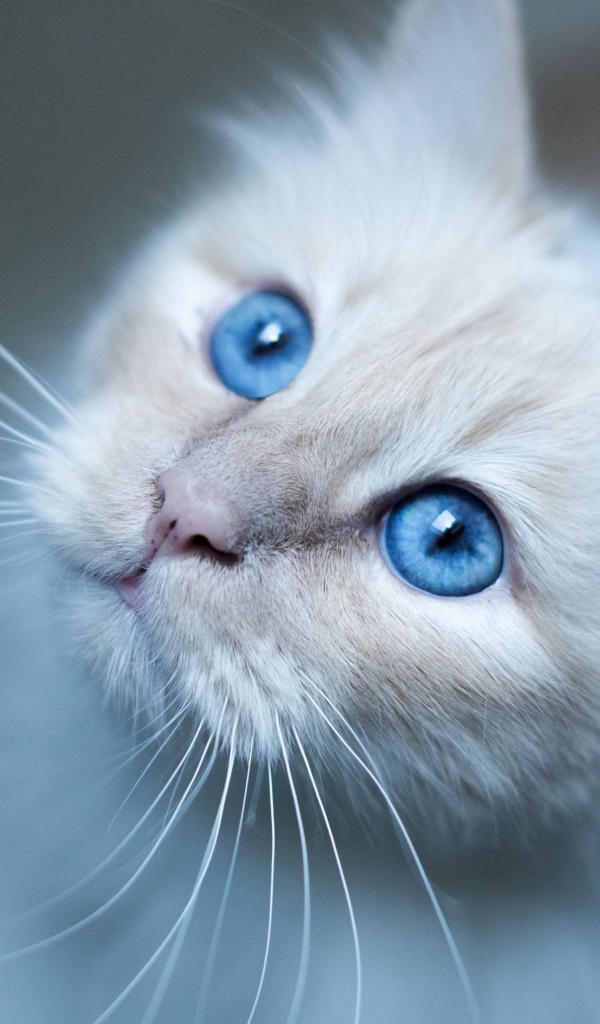 Красивые голубые глаза породистой кошки 