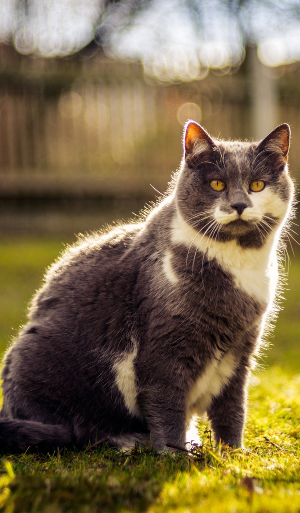 Красивый кот сидит на зеленой траве