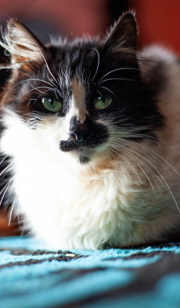 Красивая расцветка трехцветной кошки 