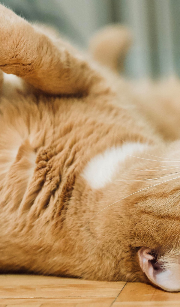 Красивый домашний рыжий кот лежит на полу 